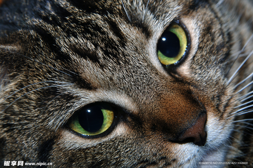 猫咪特写