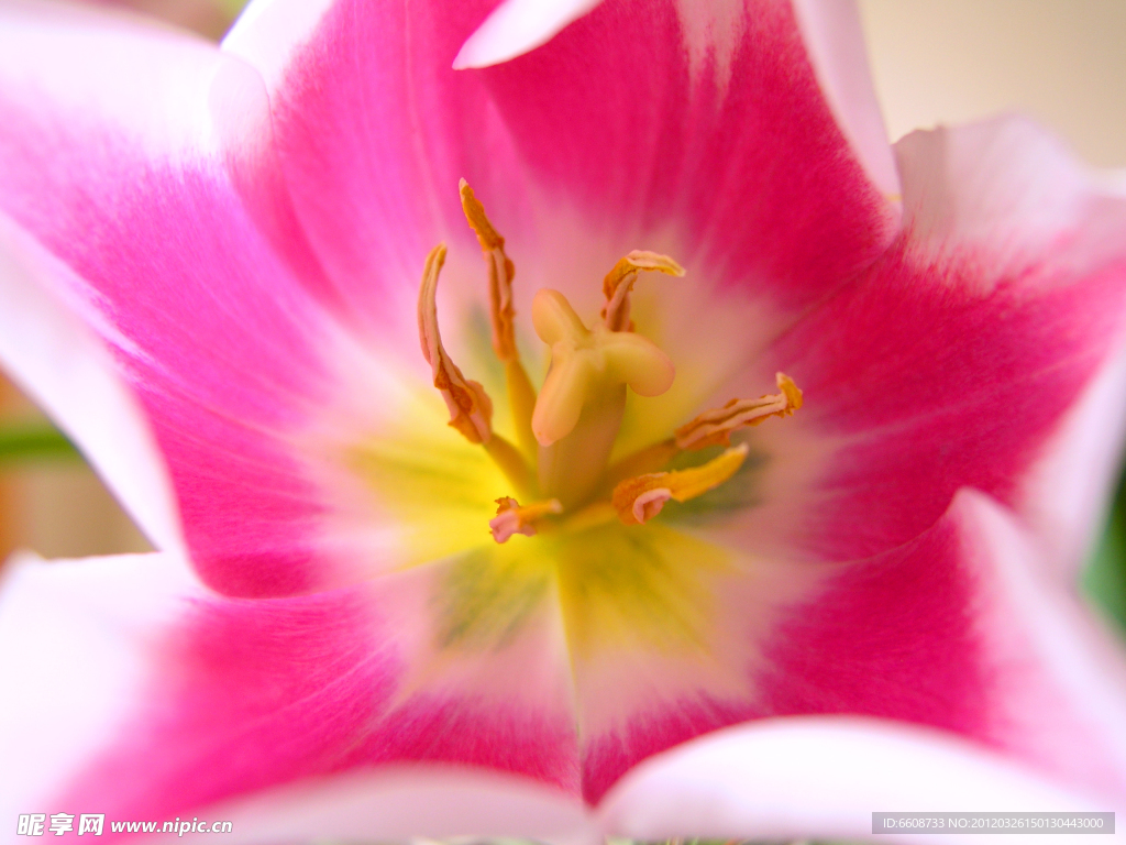鲜花小花