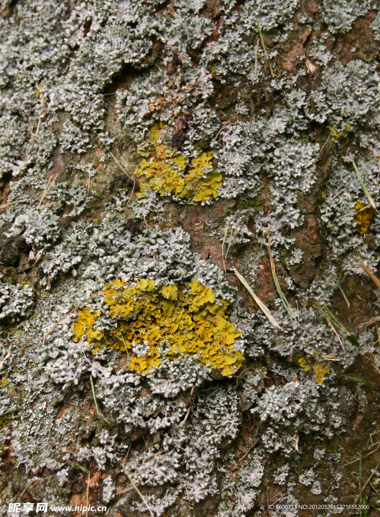 苔藓特写