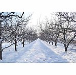 雪后阳光 梨树果园
