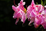 杜鹃花
