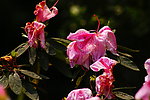 杜鹃花