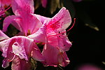 杜鹃花