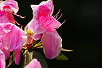 杜鹃花