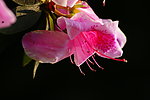 杜鹃花