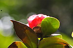 茶花