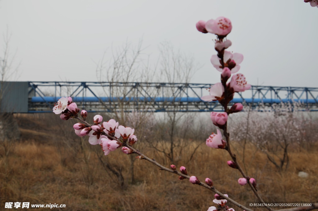 桃花