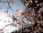 粉红色的樱花