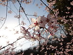 粉红色的樱花