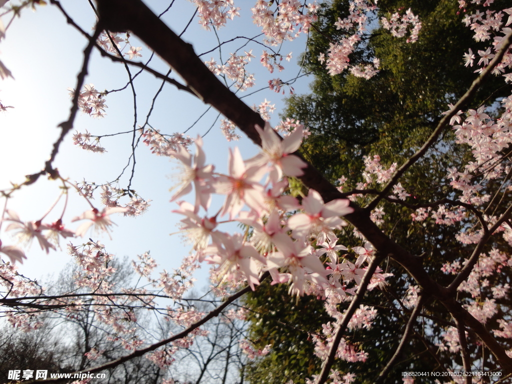 粉红色的樱花