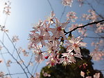 粉红色的樱花