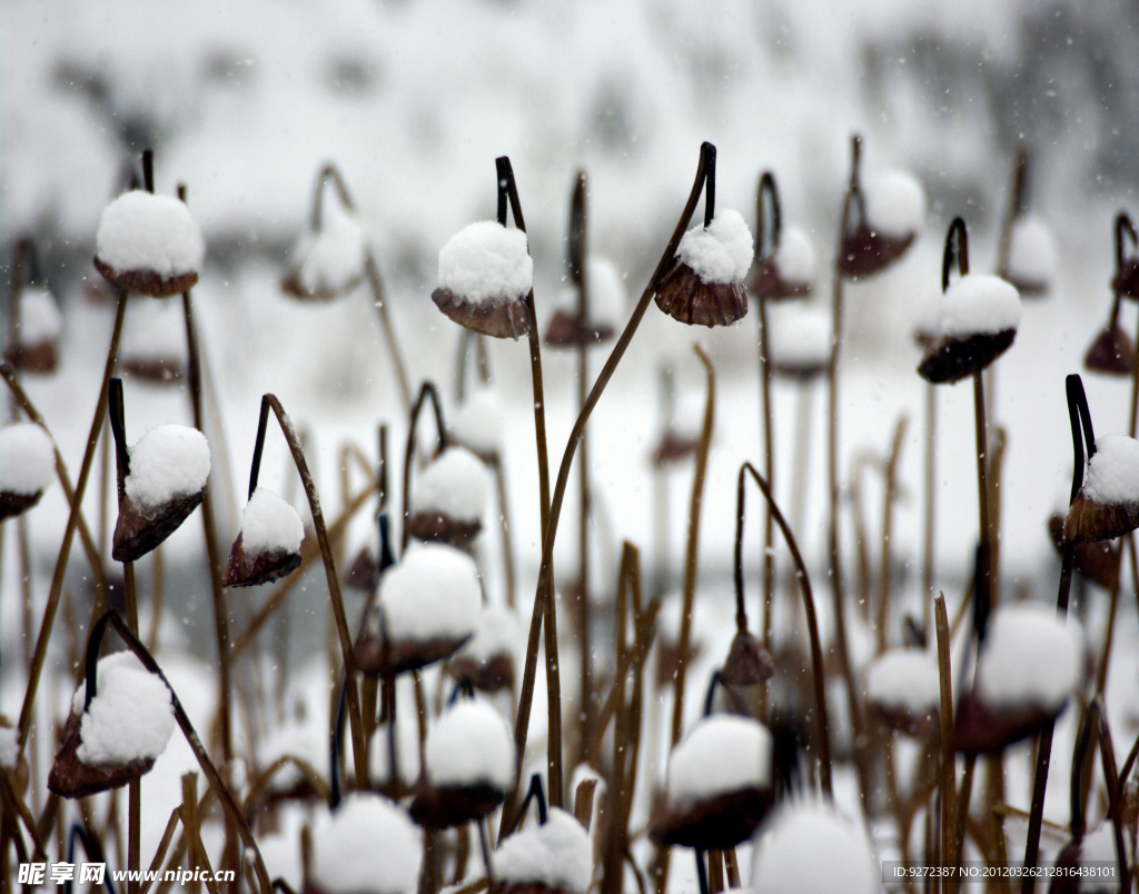 雪打莲蓬