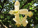 柚子花