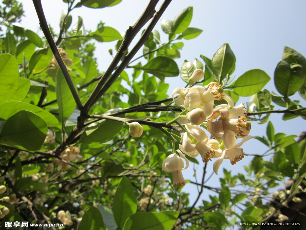 柚子花