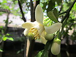 柚子花