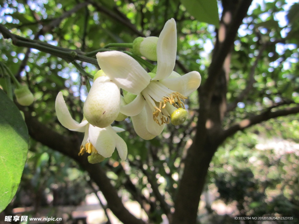 柚子花