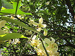 柚子花