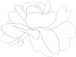 茶花