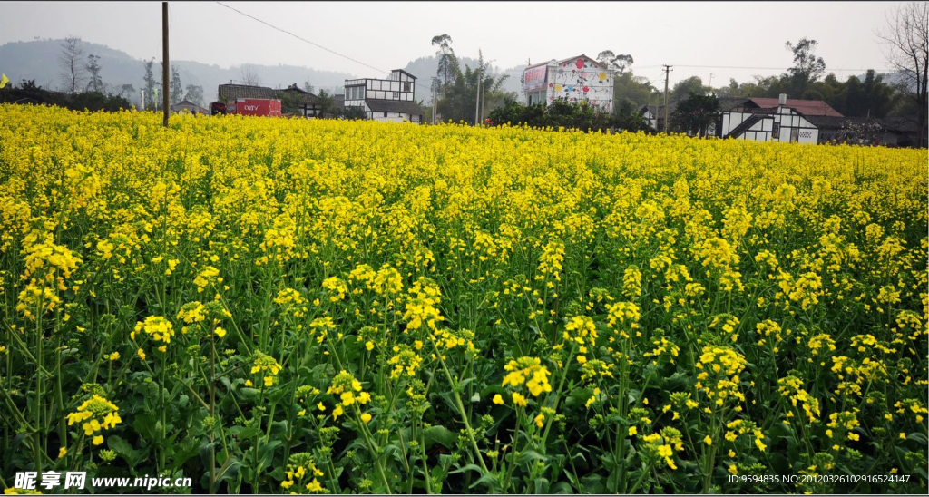 油菜花清晰