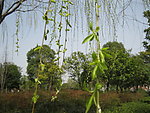 杨柳