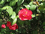 茶花