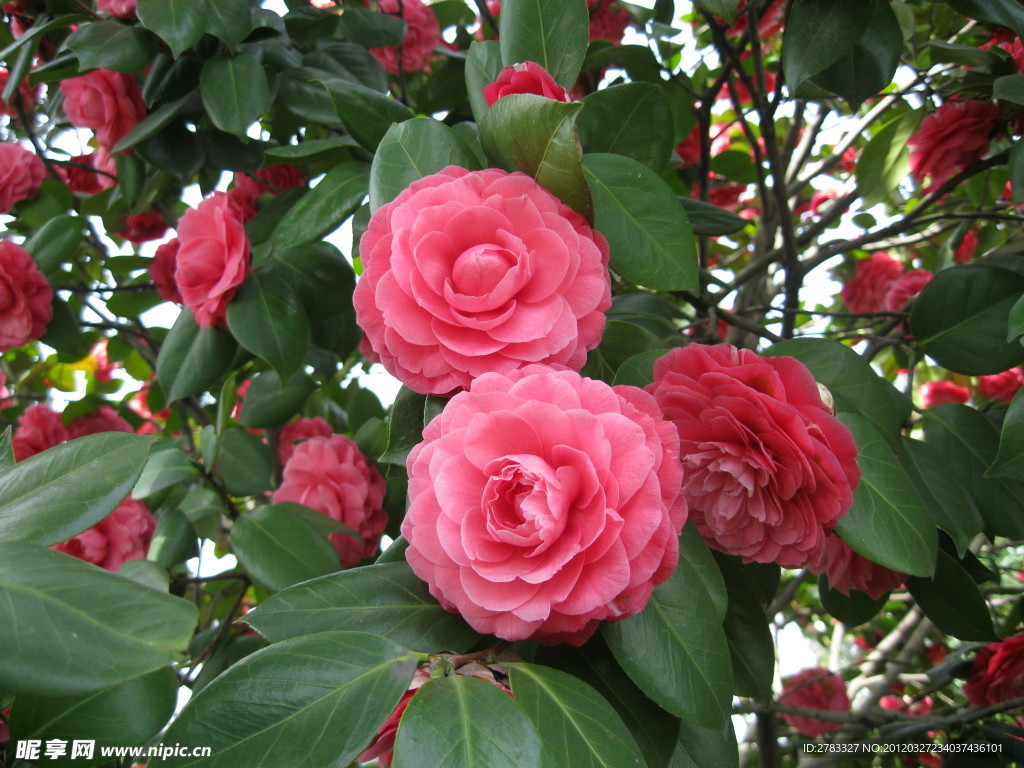 茶花