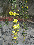 迎春花