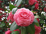 茶花