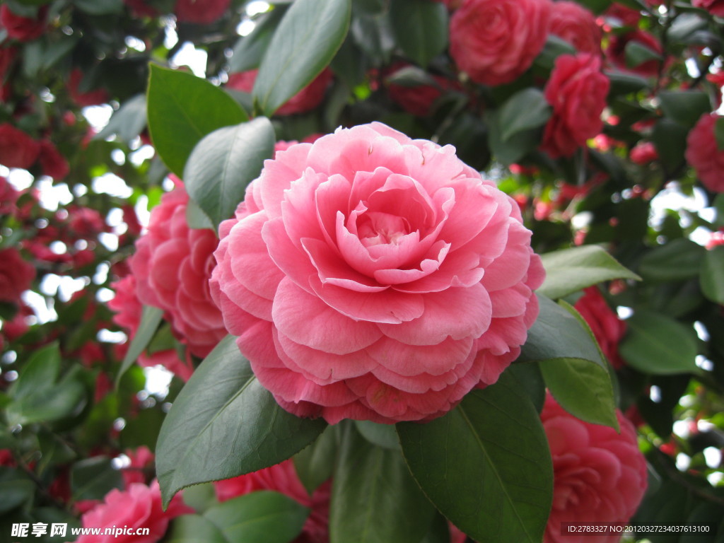 茶花
