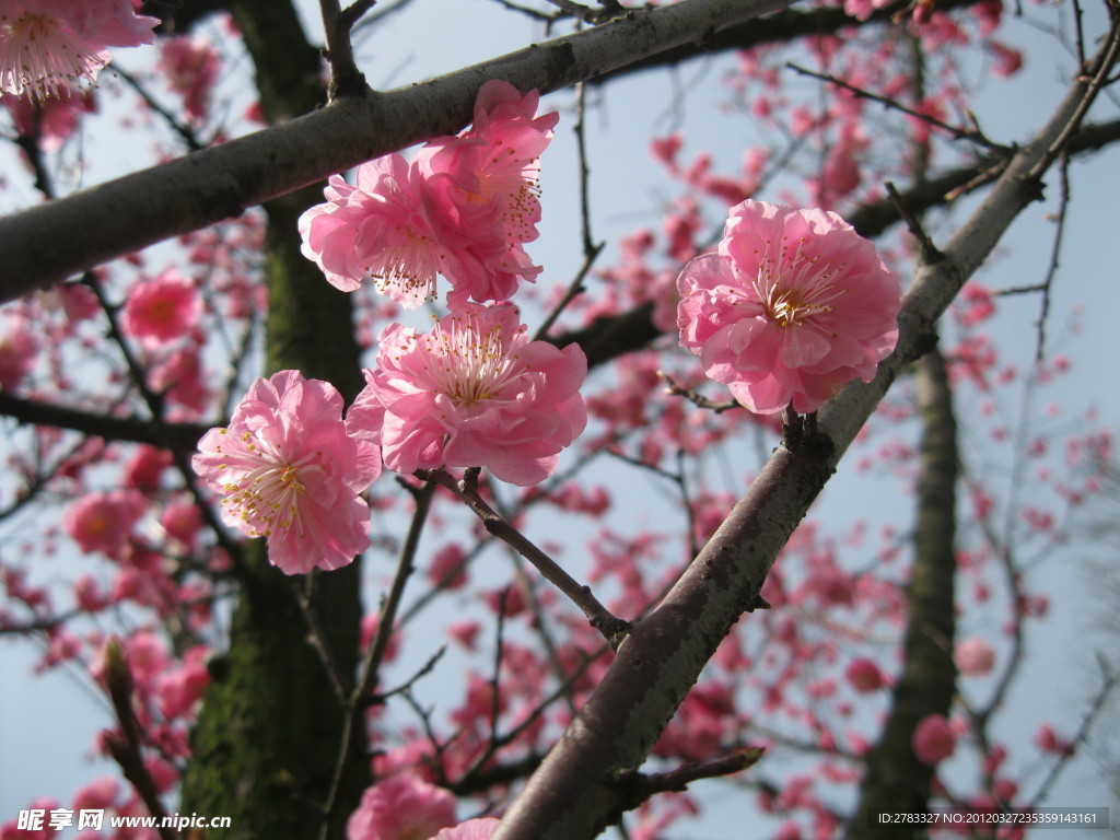 桃花
