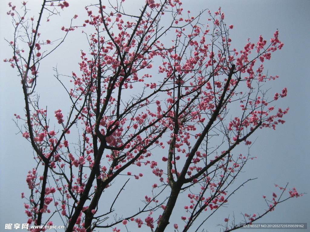 桃花