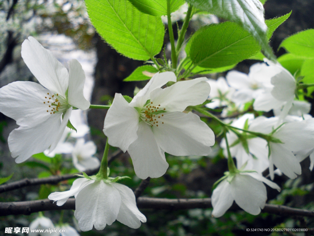 小百花