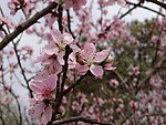 桃花与蜜蜂