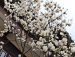 玉兰花