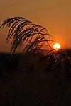 芦苇 太阳