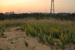 芦苇 野花