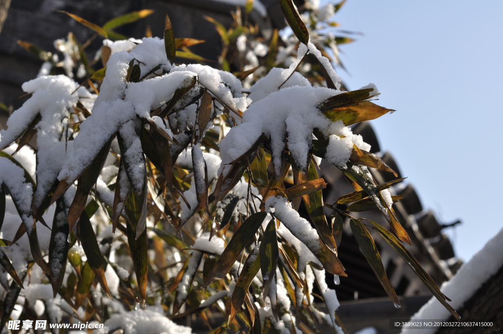 竹叶挂雪