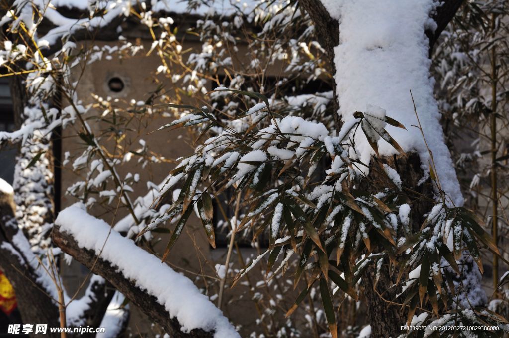 屋后雪景