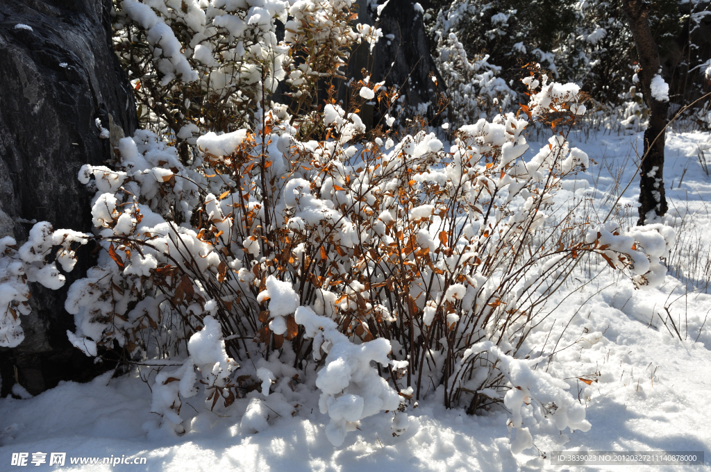 枝叶雪花