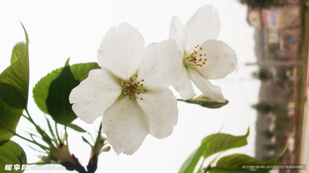 樱花