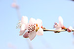山桃