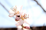 山桃