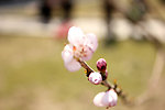 山桃蓓蕾