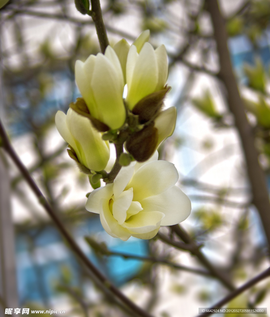 玉兰花
