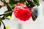 茶花