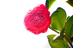 茶花