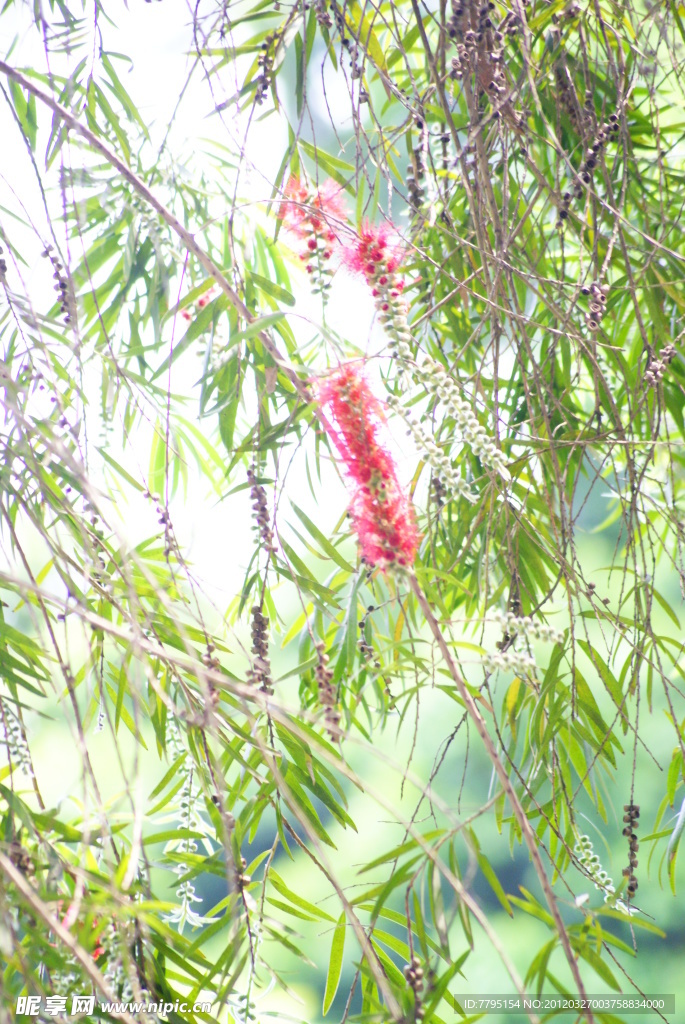 植物