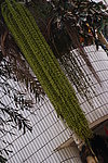 植物