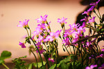 三叶草花