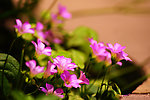 靓花